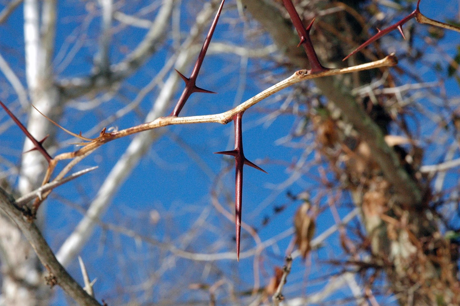 What types of trees have thorns?